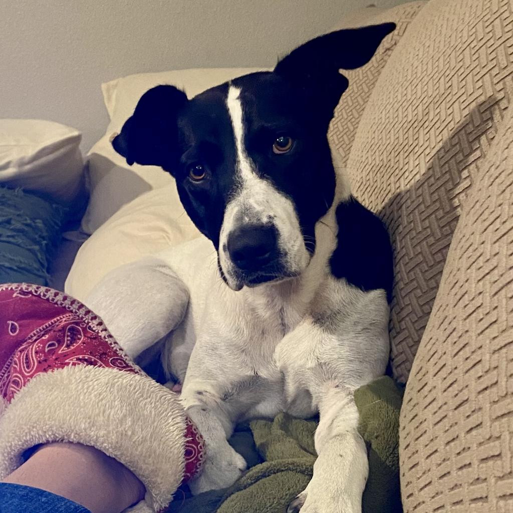 Bella, an adoptable Mixed Breed in Wadena, MN, 56482 | Photo Image 2