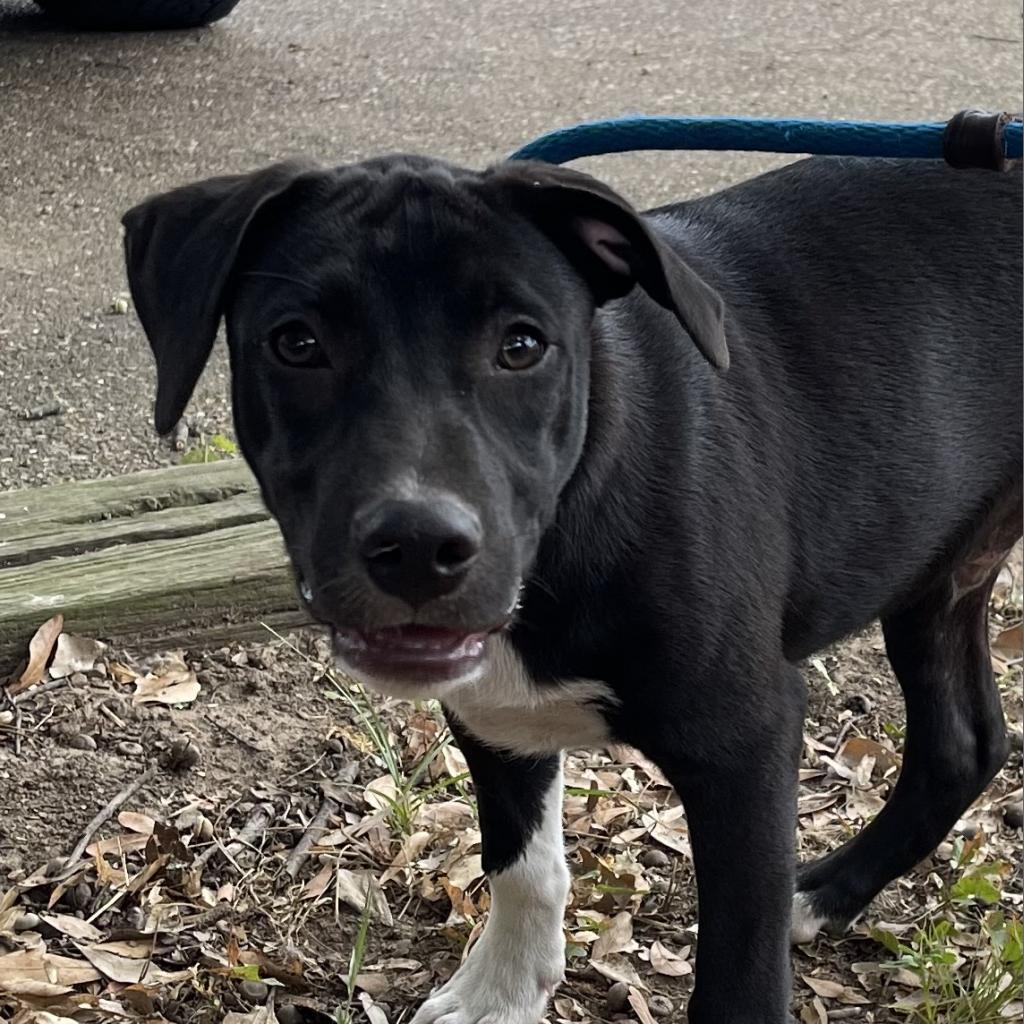 Duke, an adoptable Labrador Retriever in Wadena, MN, 56482 | Photo Image 1
