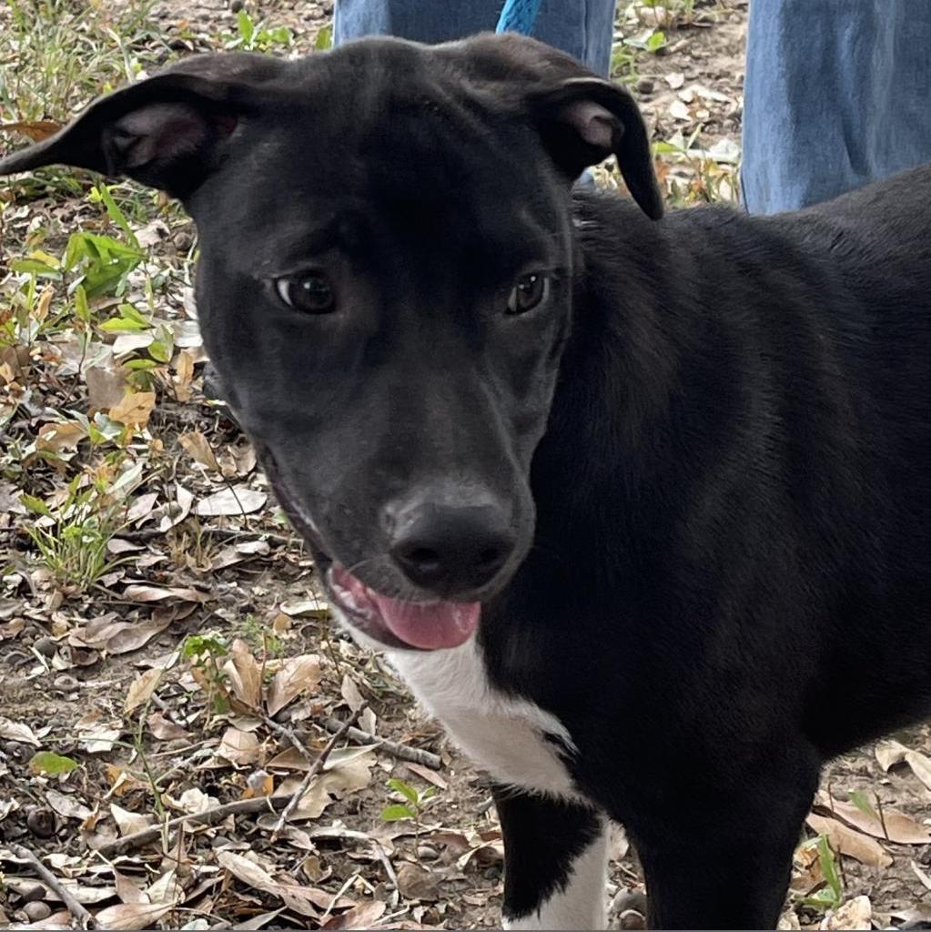 Duke, an adoptable Labrador Retriever in Wadena, MN, 56482 | Photo Image 2