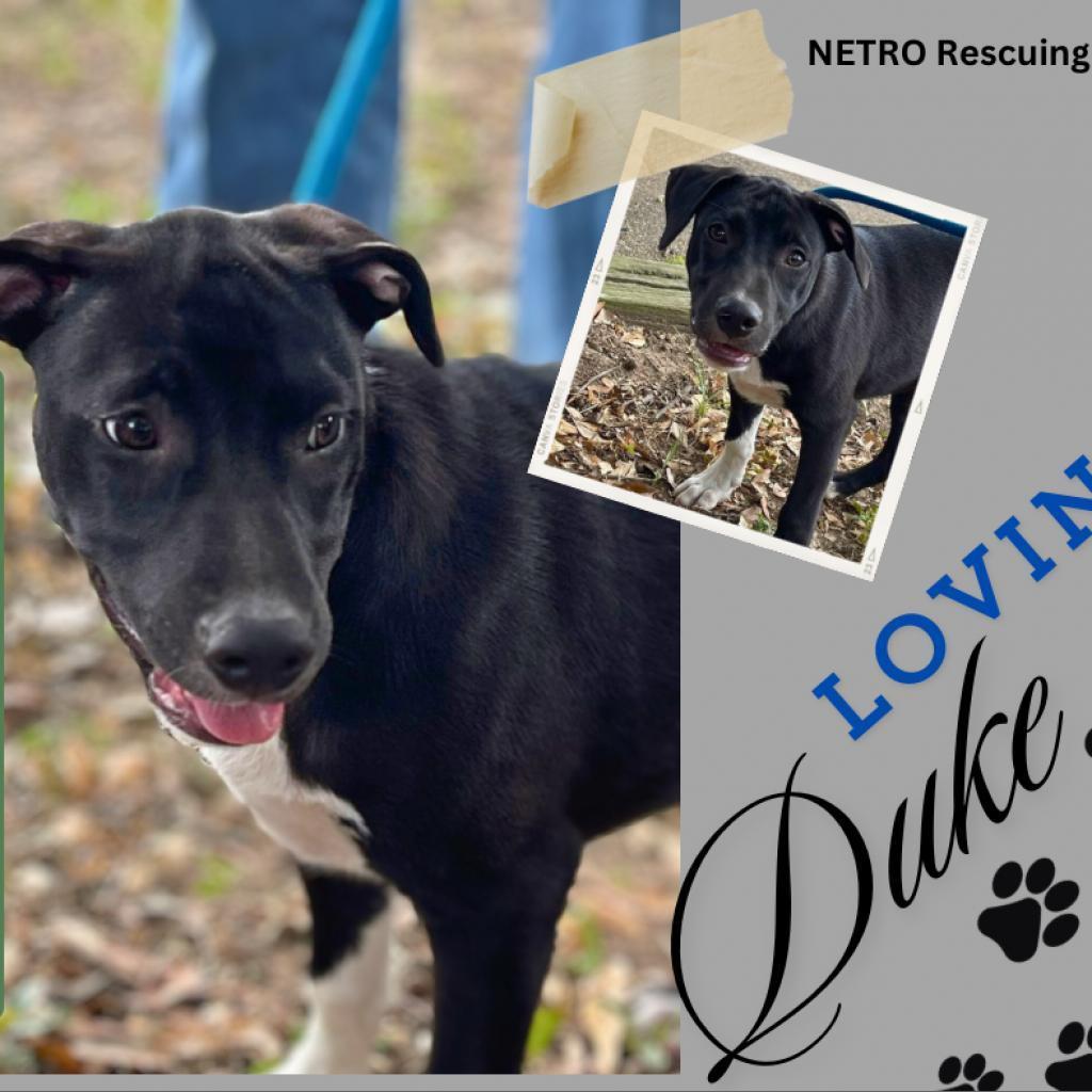 Duke, an adoptable Labrador Retriever in Wadena, MN, 56482 | Photo Image 3
