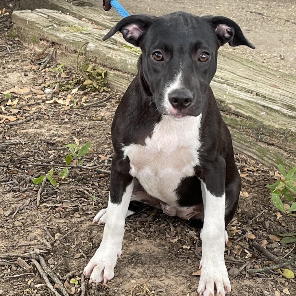 Daisy II, an adoptable Labrador Retriever in Wadena, MN, 56482 | Photo Image 1