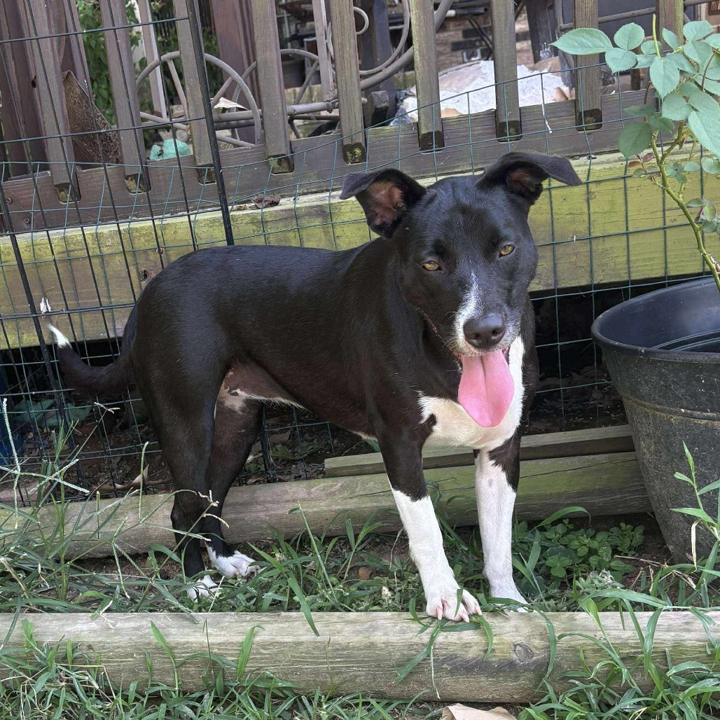 Daisy II, an adoptable Labrador Retriever in Wadena, MN, 56482 | Photo Image 1