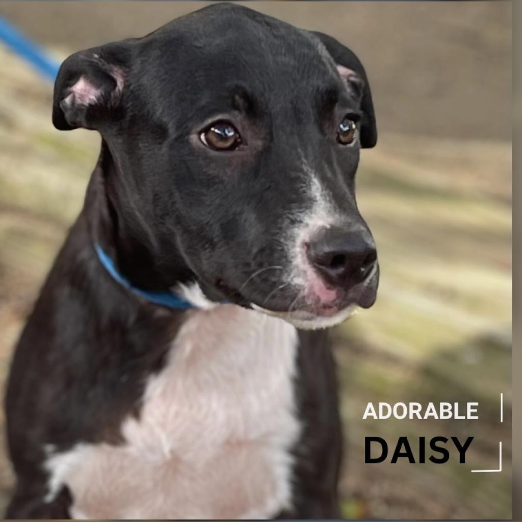 Daisy II, an adoptable Labrador Retriever in Wadena, MN, 56482 | Photo Image 3