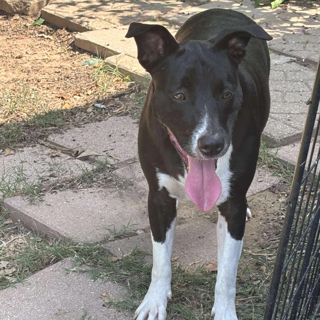 Daisy II, an adoptable Labrador Retriever in Wadena, MN, 56482 | Photo Image 4