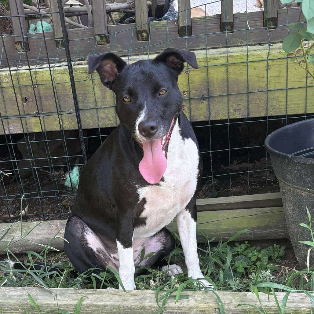 Daisy II, an adoptable Labrador Retriever in Wadena, MN, 56482 | Photo Image 5