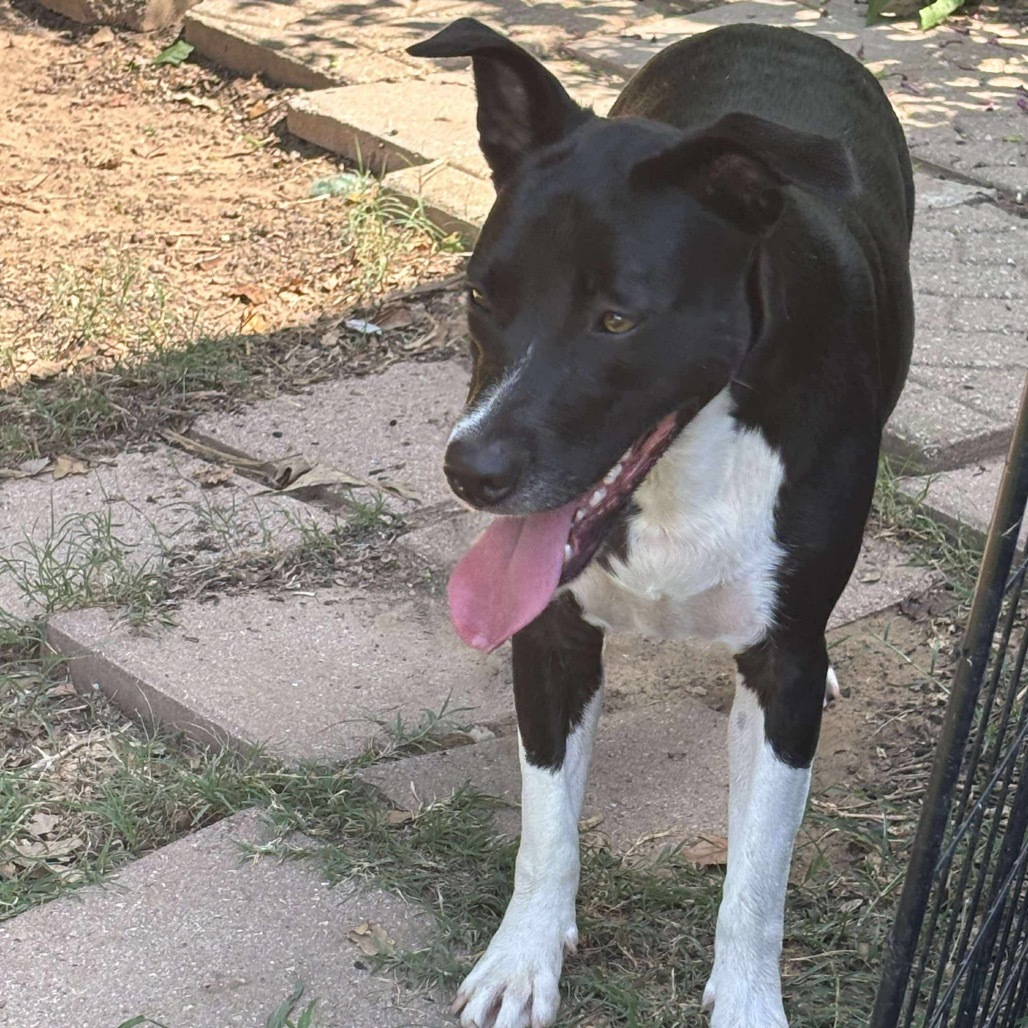 Daisy II, an adoptable Labrador Retriever in Wadena, MN, 56482 | Photo Image 6