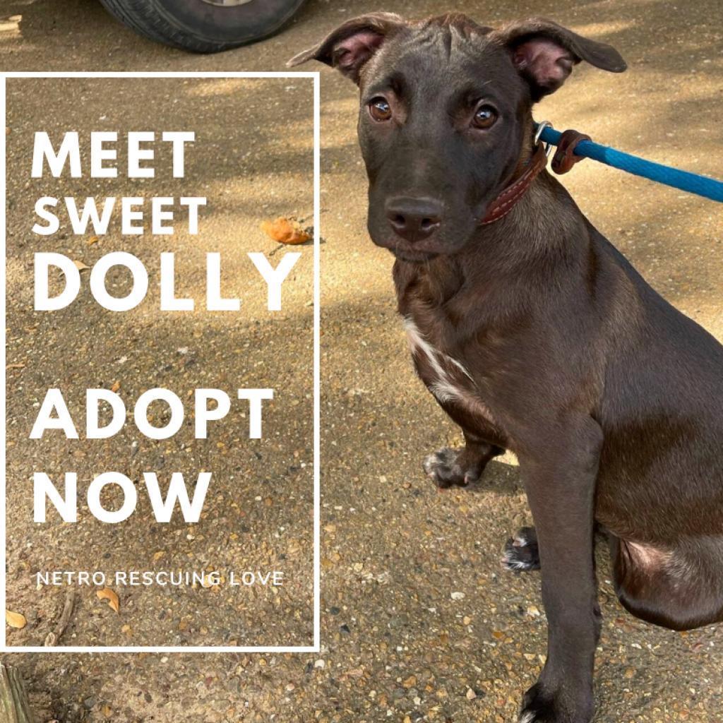 Dolly, an adoptable Labrador Retriever in Wadena, MN, 56482 | Photo Image 1