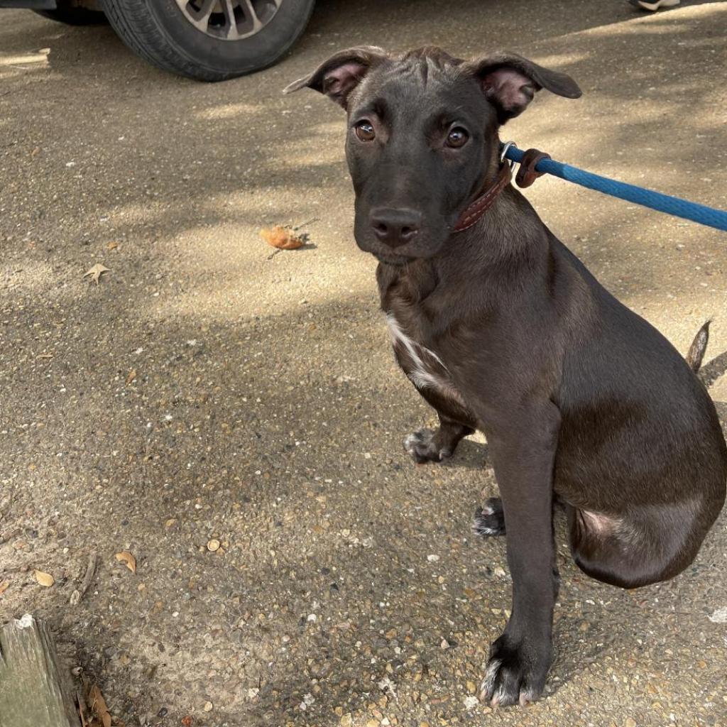 Dolly, an adoptable Labrador Retriever in Wadena, MN, 56482 | Photo Image 2