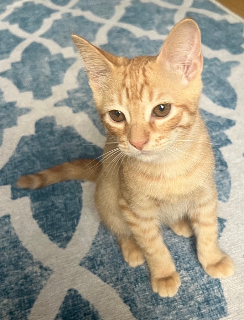 Twinkie, an adoptable Domestic Short Hair in Palmer, AK, 99645 | Photo Image 1