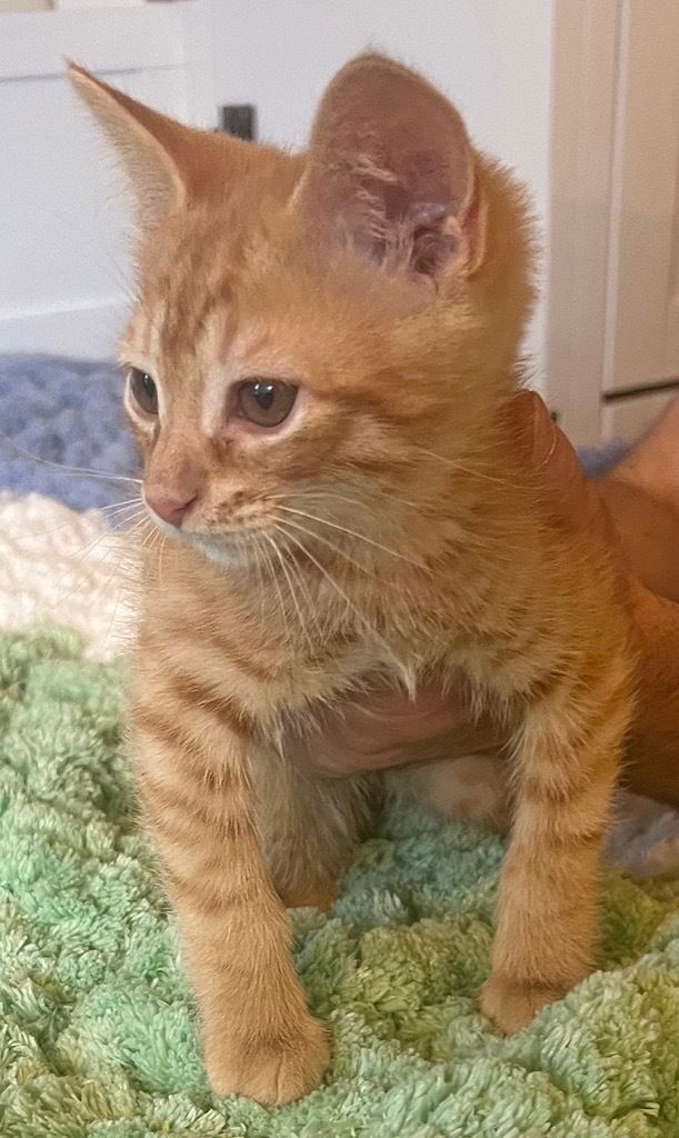 Twinkie, an adoptable Domestic Short Hair in Palmer, AK, 99645 | Photo Image 2