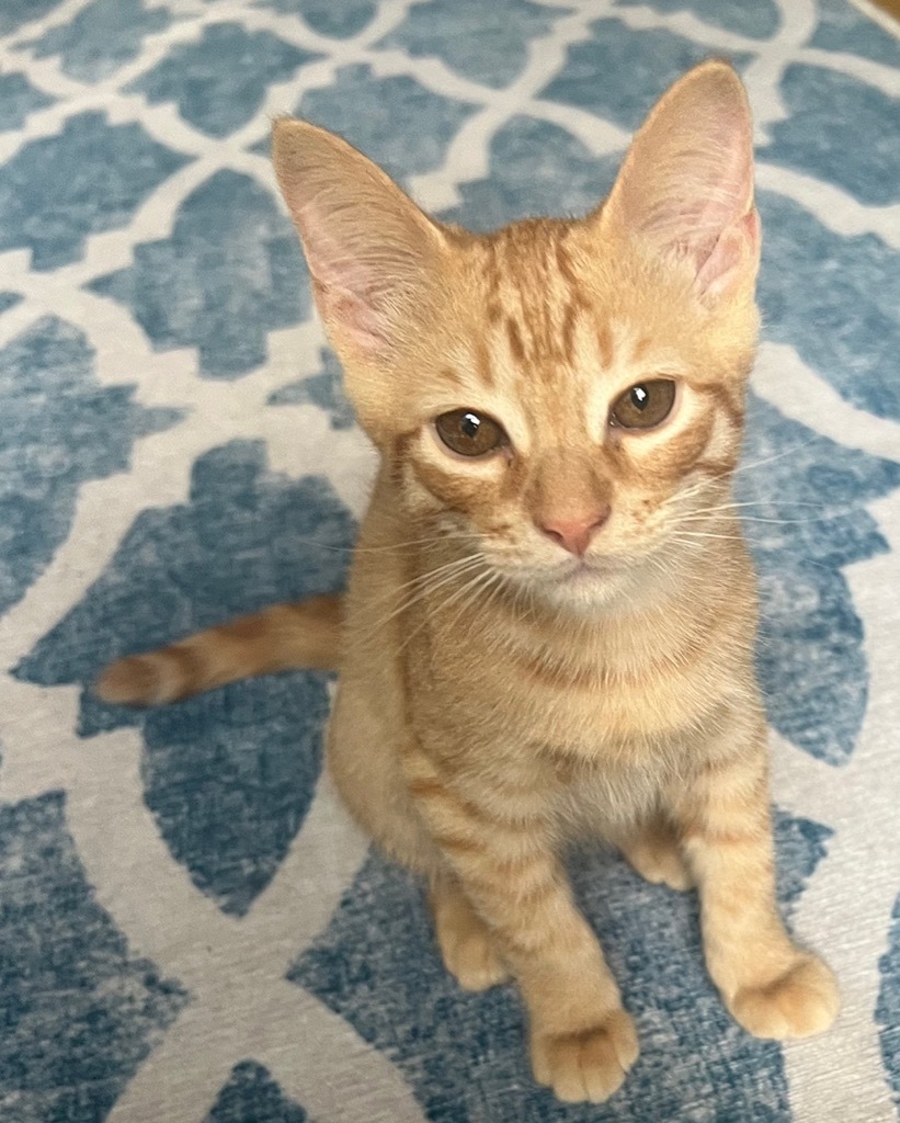 Twinkie, an adoptable Domestic Short Hair in Palmer, AK, 99645 | Photo Image 3