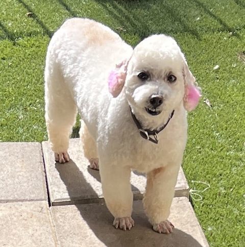 Laveena, an adoptable Poodle in Lewistown, PA, 17044 | Photo Image 1