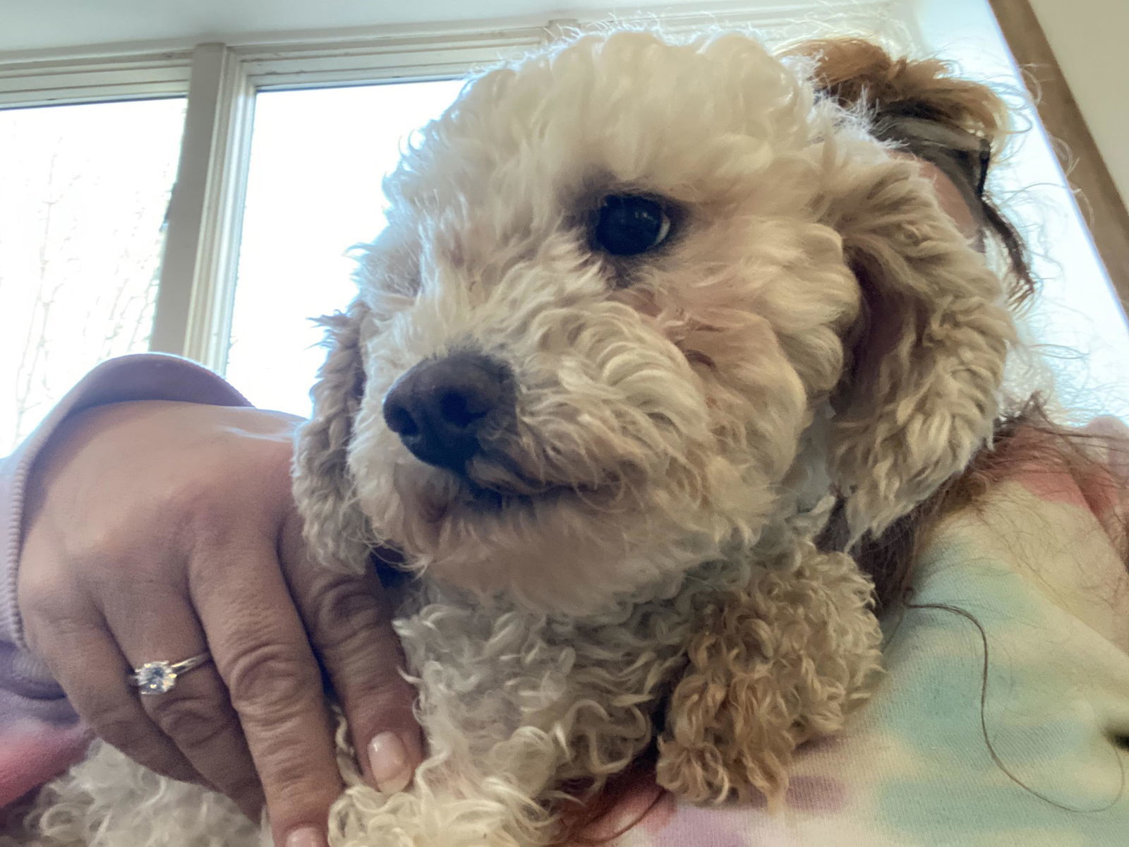 Laveena, an adoptable Poodle in Lewistown, PA, 17044 | Photo Image 2