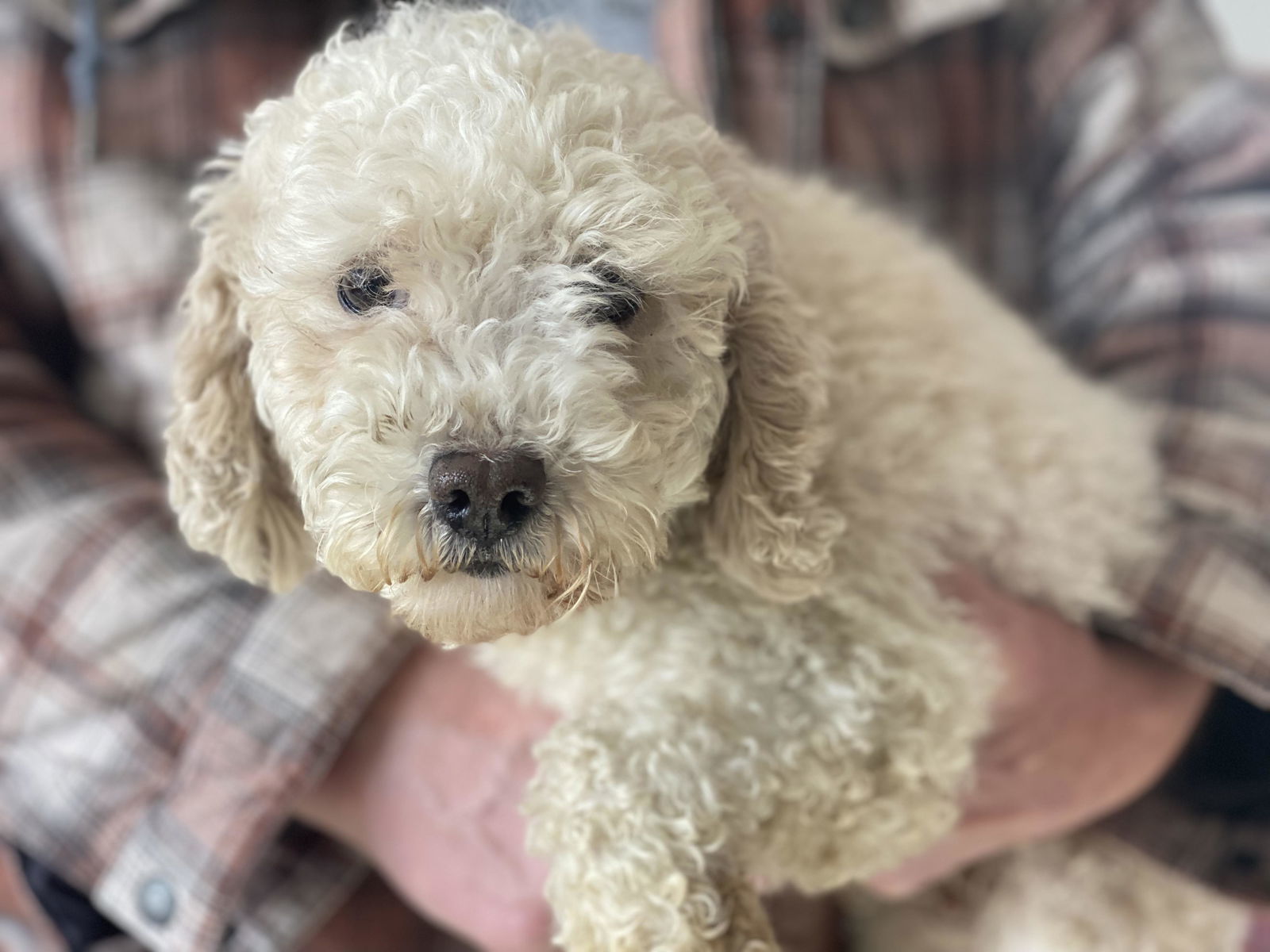Laveena, an adoptable Poodle in Lewistown, PA, 17044 | Photo Image 3