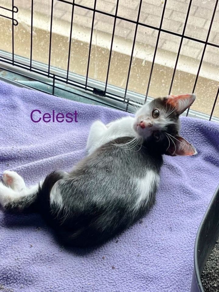 Celeste 1