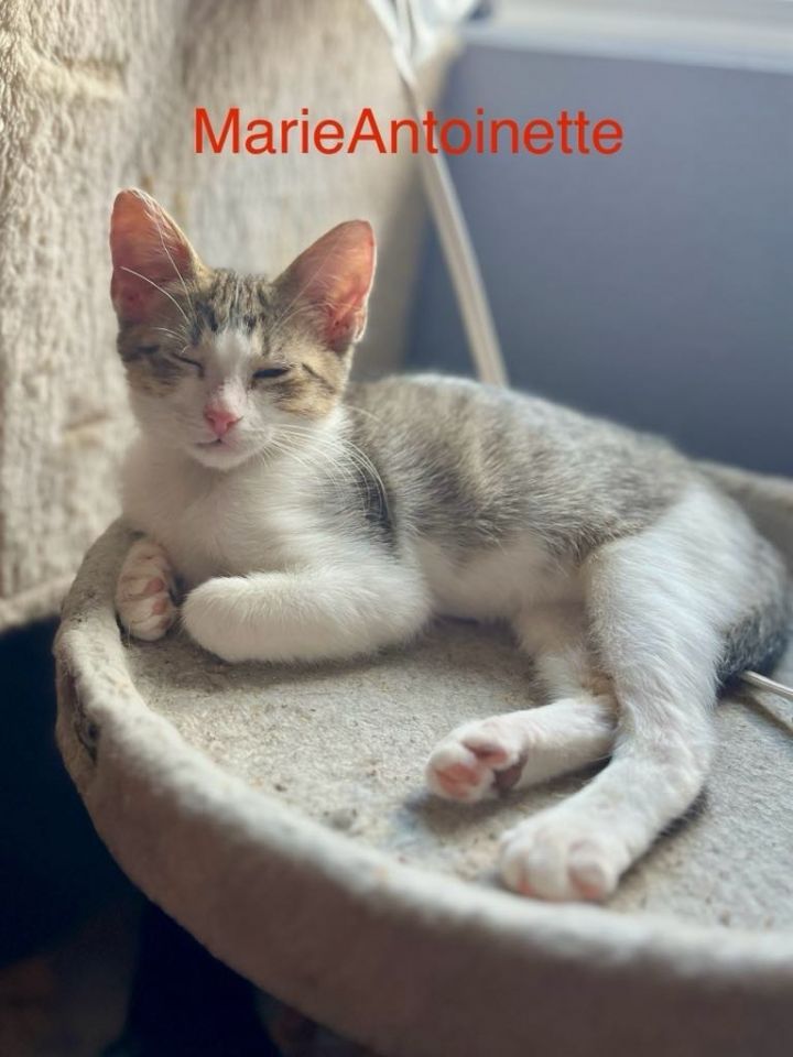 Marie Antoinette 3