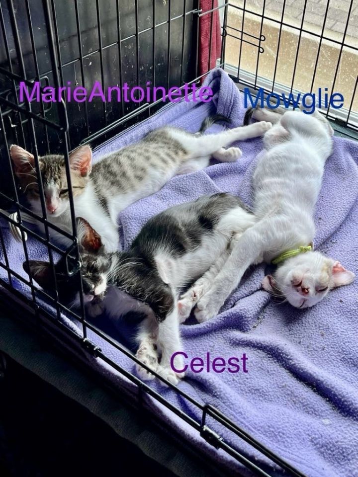 Marie Antoinette 4