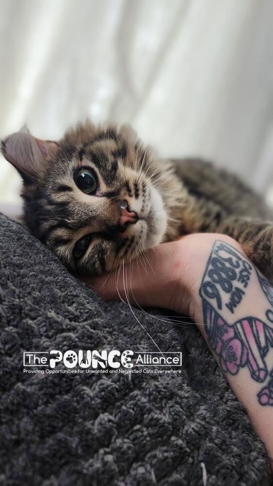 Marshall, an adoptable Domestic Medium Hair in Liberty Lake, WA, 99019 | Photo Image 1