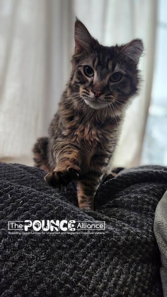 Marshall, an adoptable Domestic Medium Hair in Liberty Lake, WA, 99019 | Photo Image 2