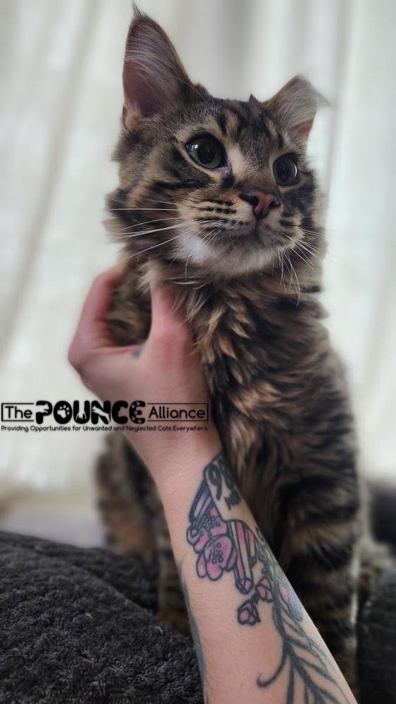 Marshall, an adoptable Domestic Medium Hair in Liberty Lake, WA, 99019 | Photo Image 3