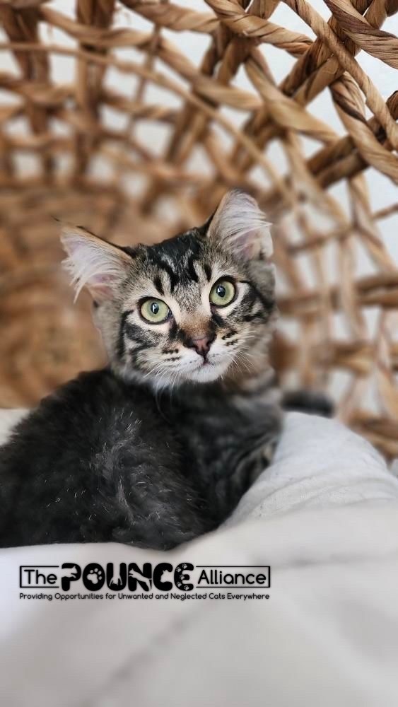 Marshall, an adoptable Domestic Medium Hair in Liberty Lake, WA, 99019 | Photo Image 4