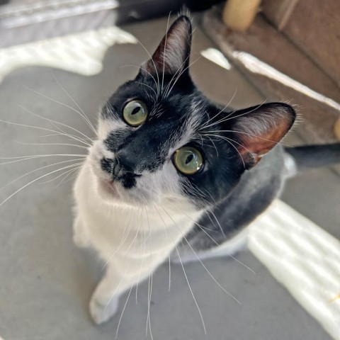 Gage, an adoptable Domestic Short Hair in Hailey, ID, 83333 | Photo Image 1