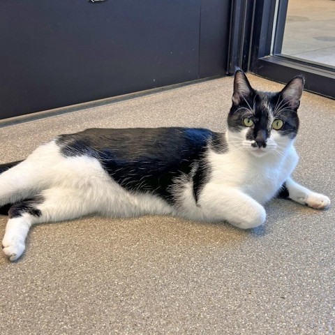 Gage, an adoptable Domestic Short Hair in Hailey, ID, 83333 | Photo Image 3