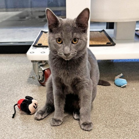 Lava, an adoptable Domestic Short Hair in Hailey, ID, 83333 | Photo Image 1