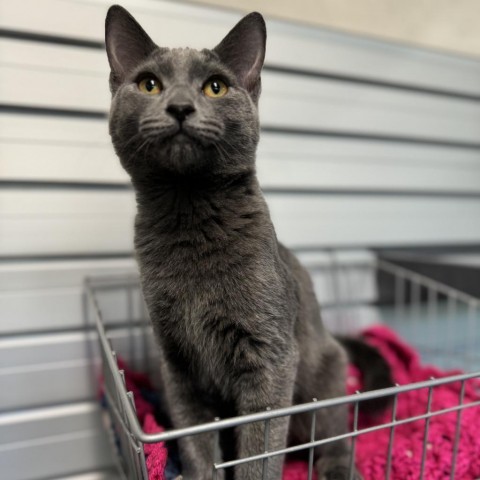 Lava, an adoptable Domestic Short Hair in Hailey, ID, 83333 | Photo Image 2