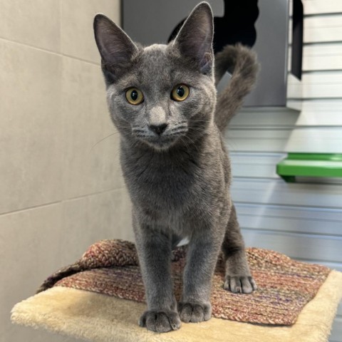 Lava, an adoptable Domestic Short Hair in Hailey, ID, 83333 | Photo Image 3