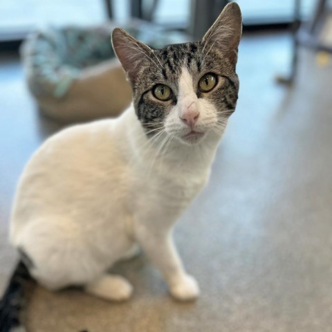 Roomba, an adoptable Domestic Short Hair in Hailey, ID, 83333 | Photo Image 1