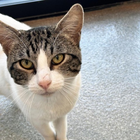 Roomba, an adoptable Domestic Short Hair in Hailey, ID, 83333 | Photo Image 2