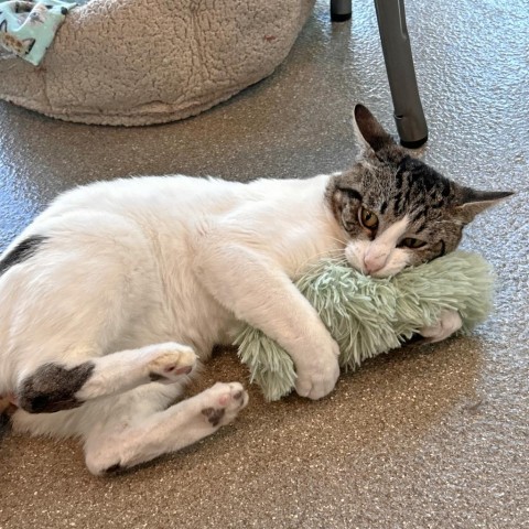 Roomba, an adoptable Domestic Short Hair in Hailey, ID, 83333 | Photo Image 5