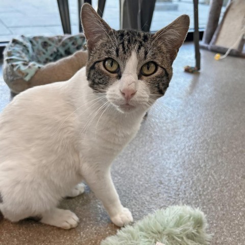 Roomba, an adoptable Domestic Short Hair in Hailey, ID, 83333 | Photo Image 6