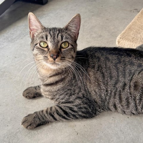 Ferb, an adoptable Domestic Short Hair in Hailey, ID, 83333 | Photo Image 1