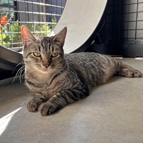 Ferb, an adoptable Domestic Short Hair in Hailey, ID, 83333 | Photo Image 2