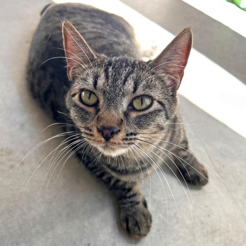 Ferb, an adoptable Domestic Short Hair in Hailey, ID, 83333 | Photo Image 3