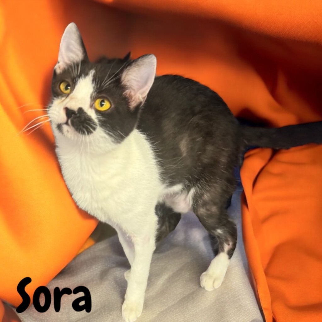 Sora, an adoptable Domestic Short Hair in Sorrento, LA, 70778 | Photo Image 1