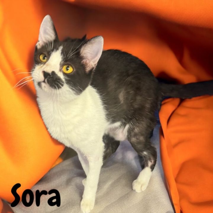 Sora 1
