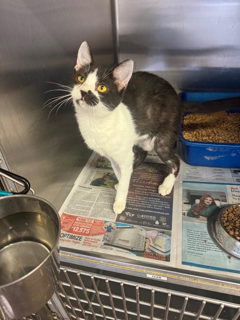Sora, an adoptable Domestic Short Hair in Sorrento, LA, 70778 | Photo Image 2