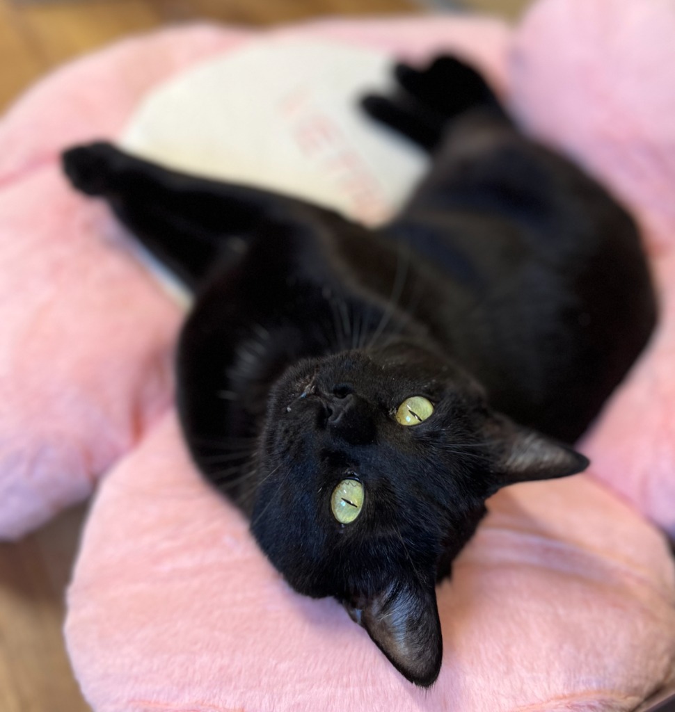 Augustus, an adoptable Domestic Short Hair in Tulsa, OK, 74112 | Photo Image 1