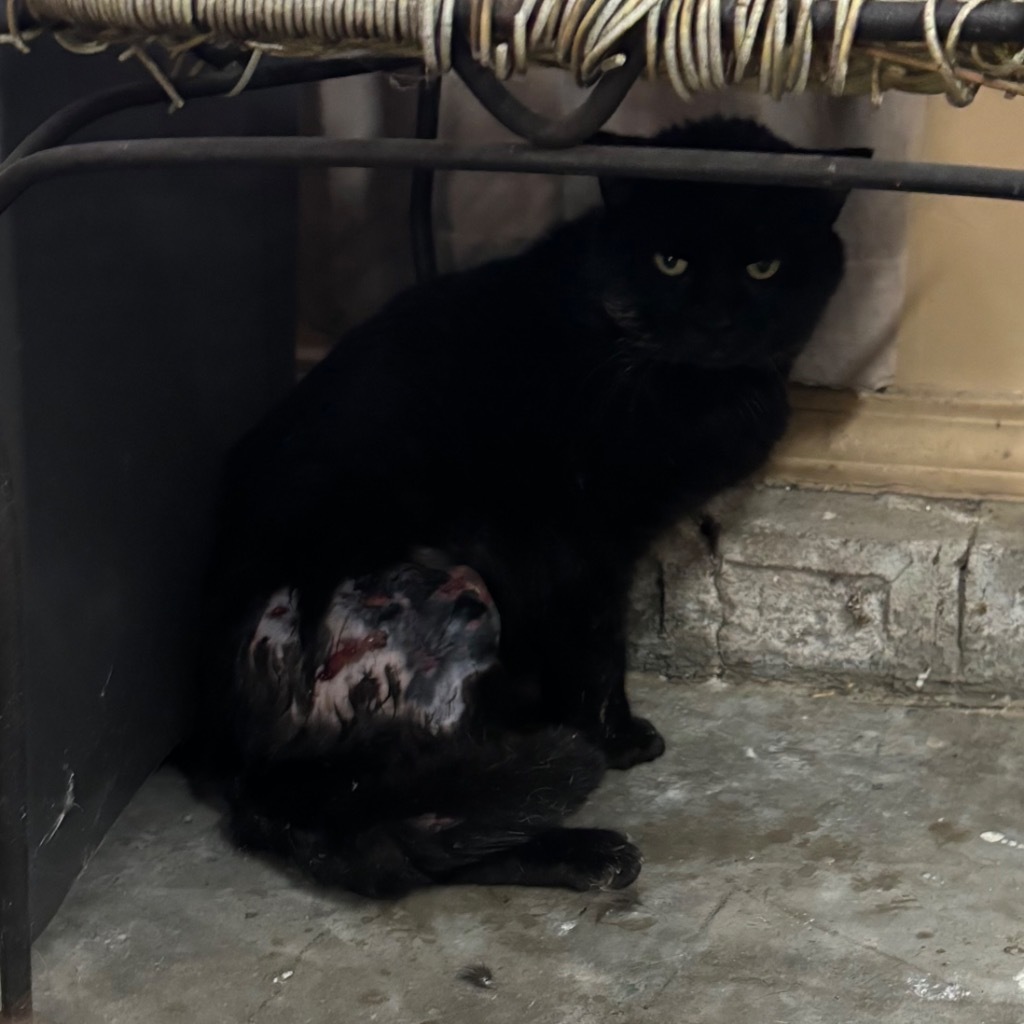 Augustus, an adoptable Domestic Short Hair in Tulsa, OK, 74112 | Photo Image 4