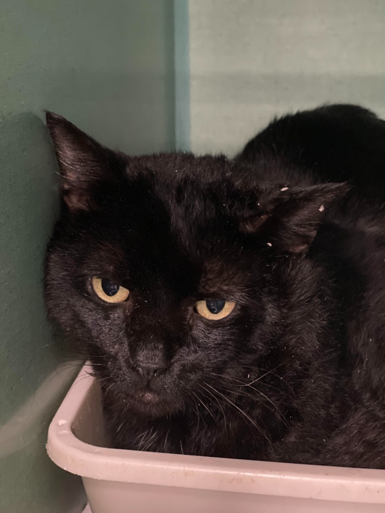 Augustus, an adoptable Domestic Short Hair in Tulsa, OK, 74112 | Photo Image 5