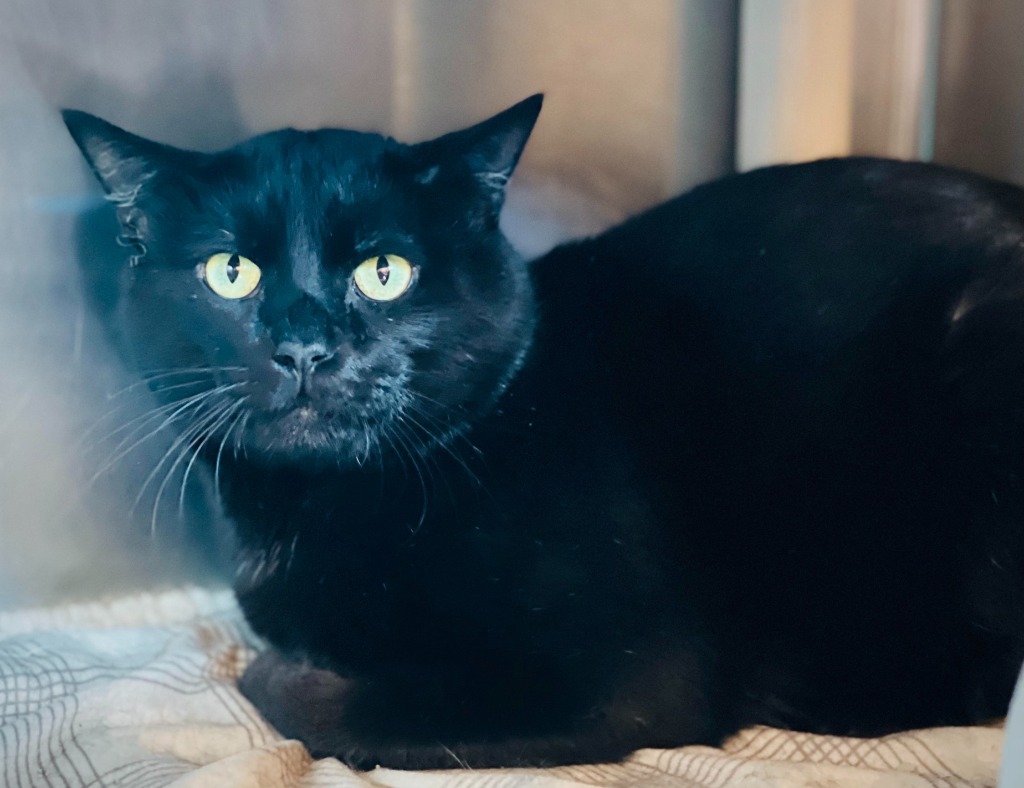 Augustus, an adoptable Domestic Short Hair in Tulsa, OK, 74112 | Photo Image 6