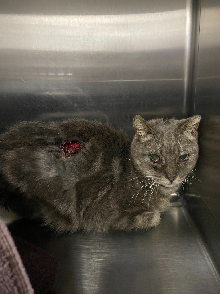 London, an adoptable Domestic Short Hair in Tulsa, OK, 74112 | Photo Image 6