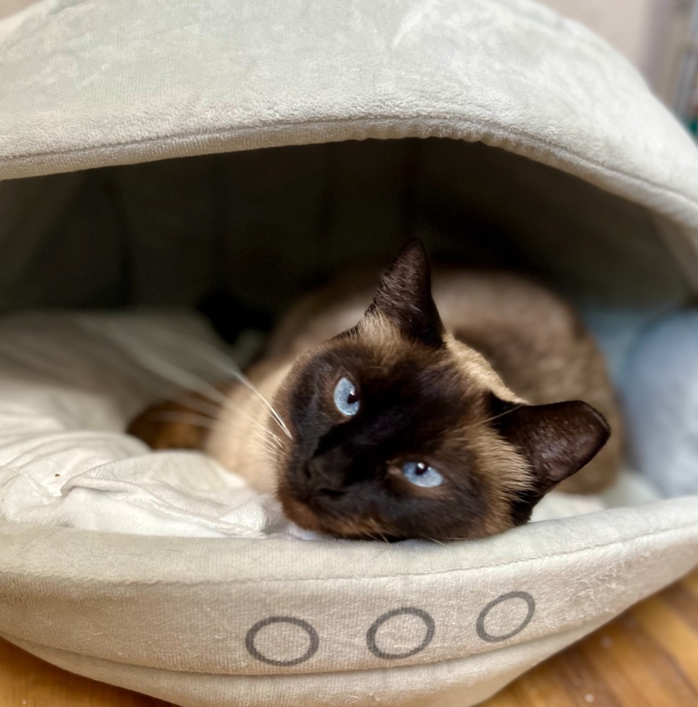 Lotus, an adoptable Siamese in Tulsa, OK, 74112 | Photo Image 1