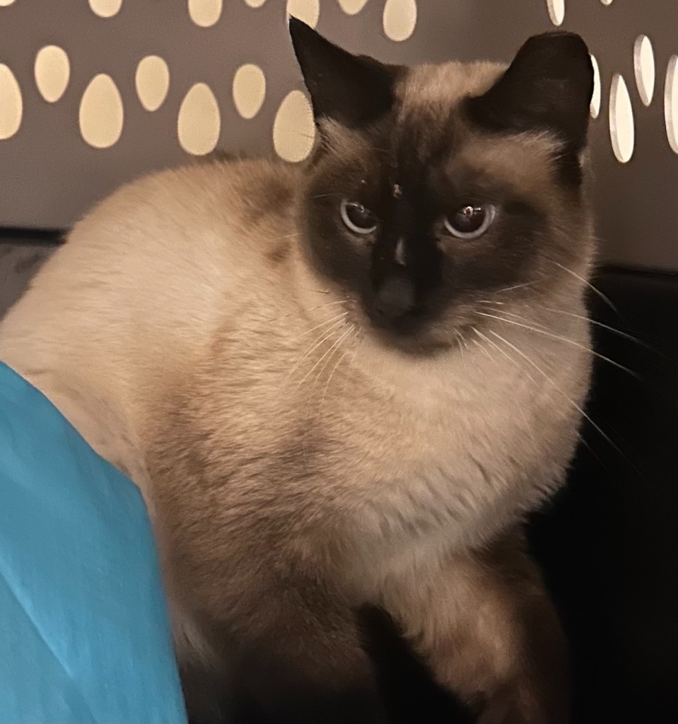 Lotus, an adoptable Siamese in Tulsa, OK, 74112 | Photo Image 2