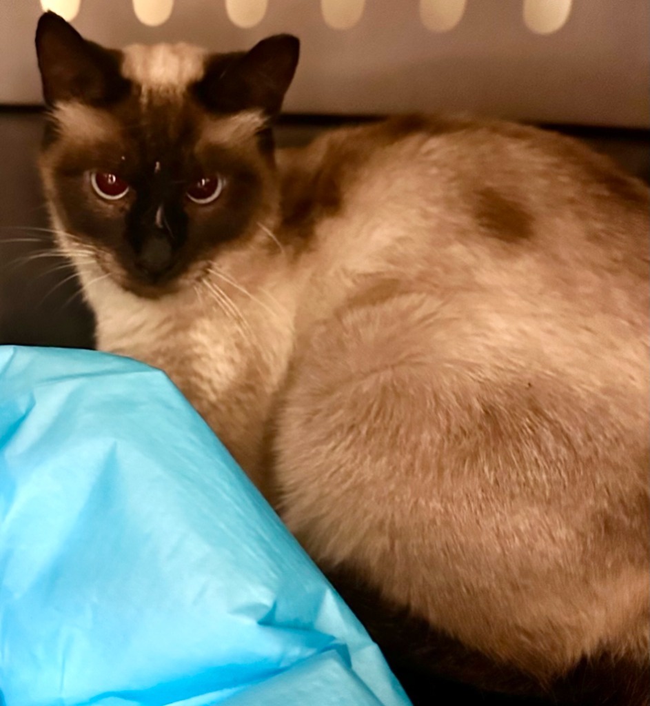 Lotus, an adoptable Siamese in Tulsa, OK, 74112 | Photo Image 3