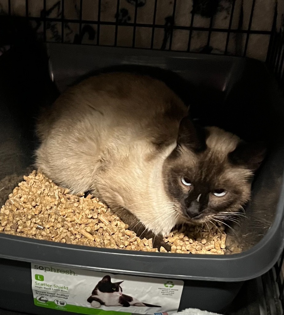Lotus, an adoptable Siamese in Tulsa, OK, 74112 | Photo Image 4