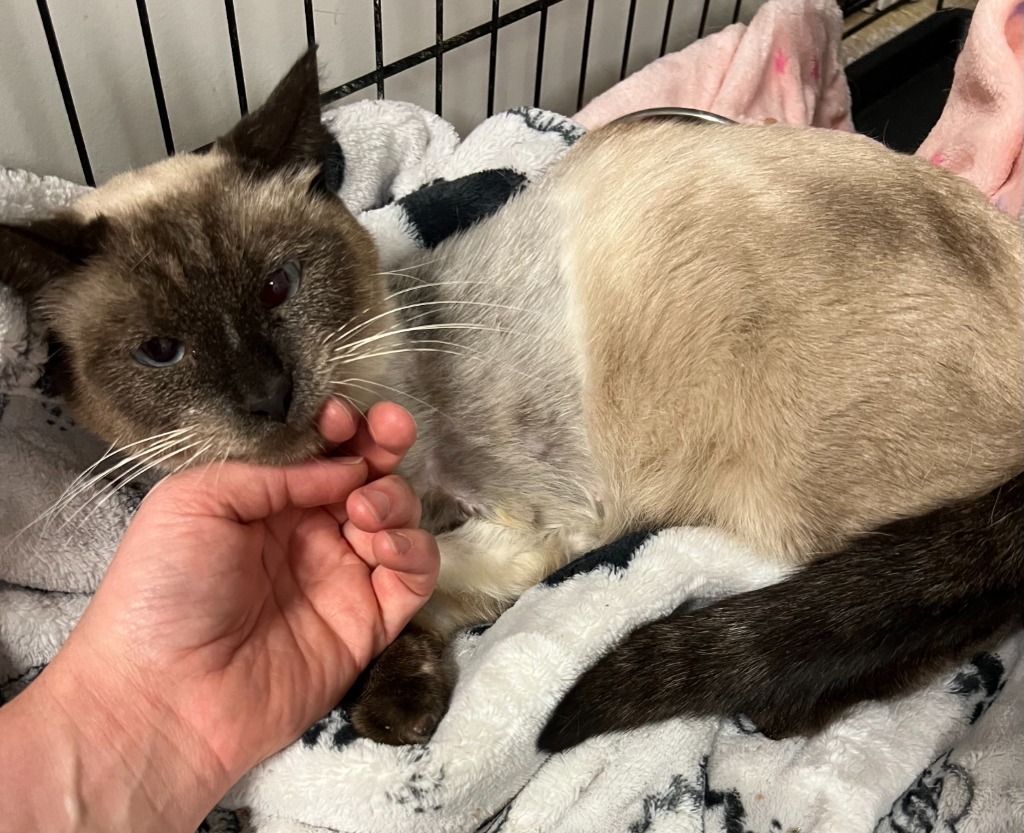 Lotus, an adoptable Siamese in Tulsa, OK, 74112 | Photo Image 5